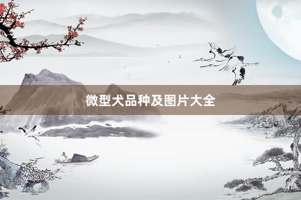 微型犬品种及图片大全